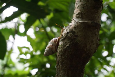 Close-up of lizard on tree trunk