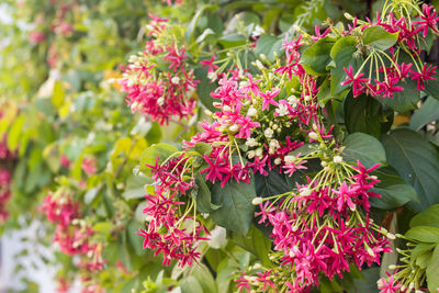 Close-up of pink flowering plants