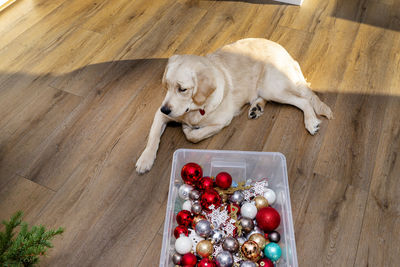 A young male golden retriever is lying on modern vinyl panels next to a container with decorations.