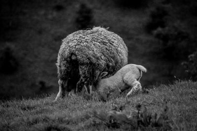 Sheep grazing on grassy field