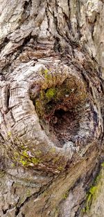 Full frame shot of tree trunk