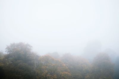 Trees in foggy weather