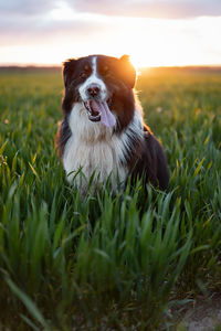 Dog looking away on field