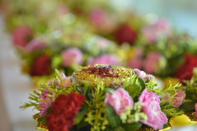 Close-up of pink roses on plant