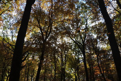 Low angle view of trees in forest