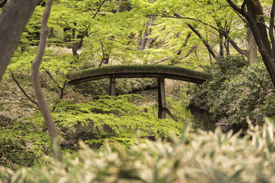 Bridge in forest