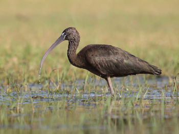 Side view of a bird in water