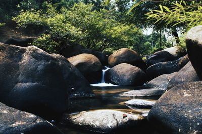 Rocks in forest