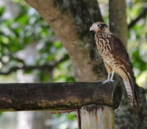 Close-up of owl perching on wood