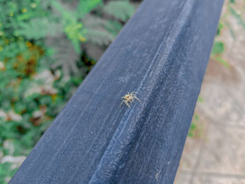 Close-up of insect on wood