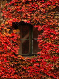 Ivy covered with red leaves