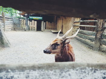 View of deer