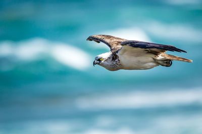 Osprey flying against sky