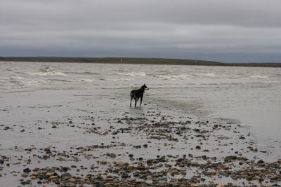 Dog running on beach