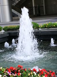 Water splashing on flowers