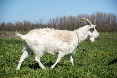 Side view of sheep on field