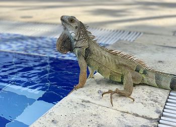 High angle view of lizard on swimming pool
