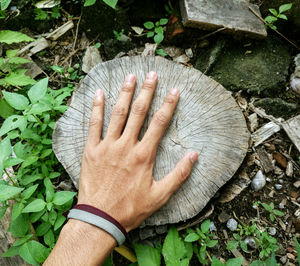 Close-up of hand holding plant
