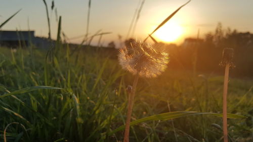 Close-up of dandelion on field against sky