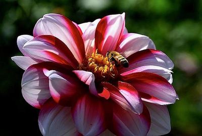 Close-up of bee pollinating on pink flower