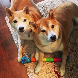 High angle portrait of dog sitting