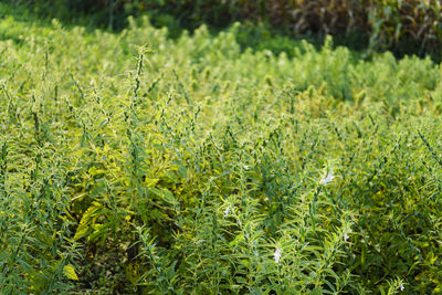 Full frame shot of fresh plants on field