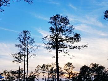 Low angle view of bare tree against sky