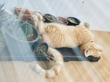 High angle view of cat sleeping on floor