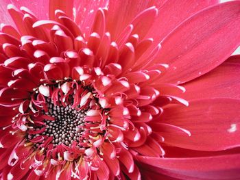 Close-up of pink flower