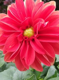 Close-up of red flower blooming outdoors