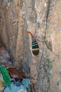 Close-up of butterfly on rock