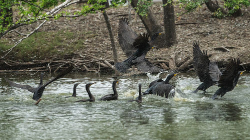 View of birds swimming in lake
