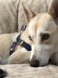 Close-up portrait of a dog