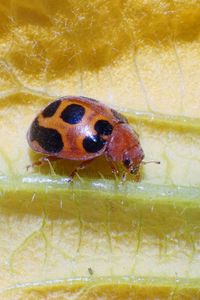 Macro shot of ladybug on leaf