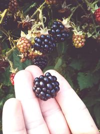 Close-up of hand holding fruit