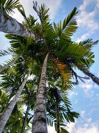 Low angle view of palm tree against sky