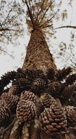 Close-up of pine cone on tree against sky