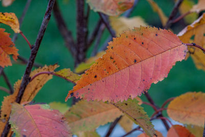 Close-up of autumnal leaves