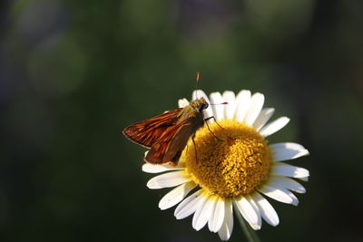 Close-up of butterfly pollinating on flower