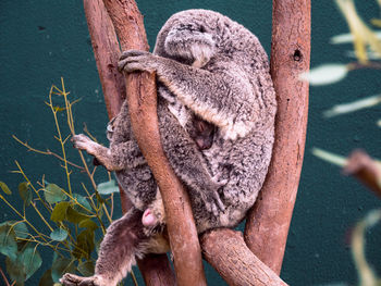 Close-up of lizard sleeping on tree