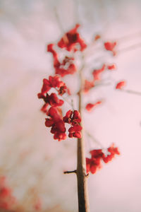 Close-up of red flowers on tree