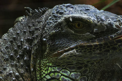 Close-up of iguana