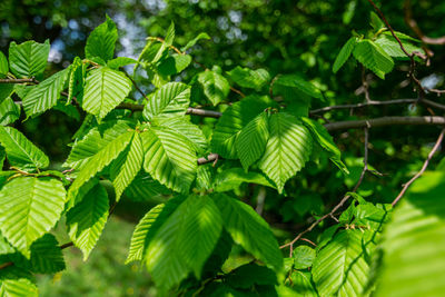Close-up of green leaves on tree