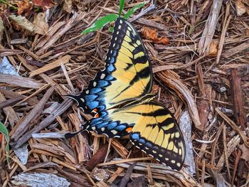 High angle view of butterfly on ground
