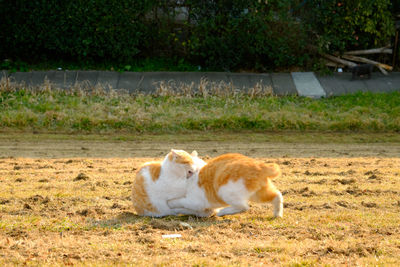 Dog relaxing on grassy field