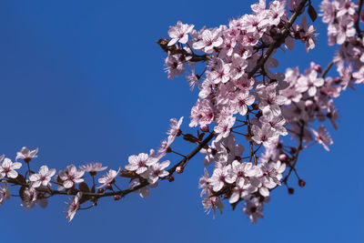 Low angle view of cherry blossoms against blue sky