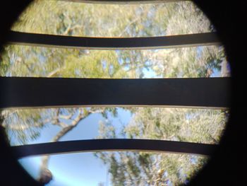 Low angle view of trees seen through window