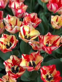 Close-up of flowering plants on field