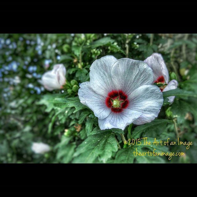 flower, freshness, petal, fragility, flower head, transfer print, growth, beauty in nature, focus on foreground, close-up, blooming, nature, plant, auto post production filter, in bloom, pollen, white color, blossom, field, selective focus