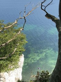 High angle view of trees on beach